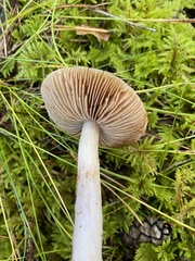 Cortinarius