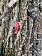 Amphibolips quercusjuglans
