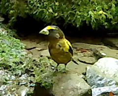 Coccothraustes vespertinus