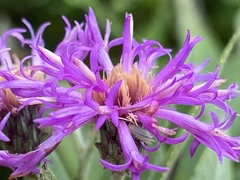 Vernonia baldwinii