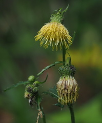 Cirsium erisithales