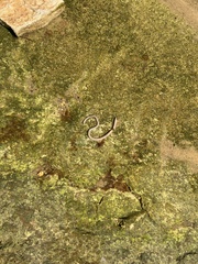 Enchytraeidae