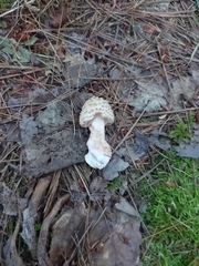Amanita amerirubescens