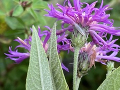 Vernonia baldwinii