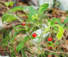 Lonicera alpigena