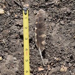 Megascops kennicottii