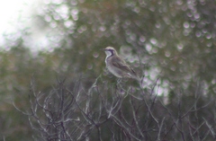 Gliciphila melanops