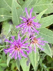 Vernonia baldwinii