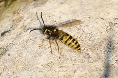 Vespula atropilosa