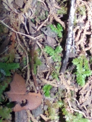 Selaginella denticulata