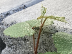 Vitis californica