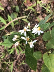 Eurybia