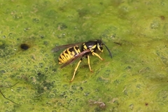 Vespula atropilosa
