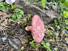 Russula peckii