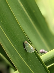 Ormenaria rufifascia
