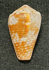 Conus catus