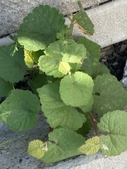 Vitis californica