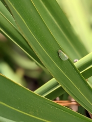 Ormenaria rufifascia