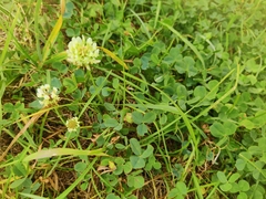 Trifolium repens