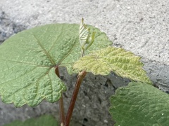 Vitis californica