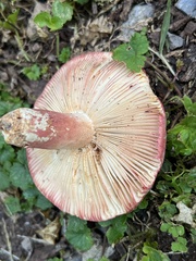 Russula peckii