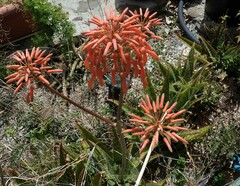 Aloe maculata