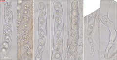 Adelphella