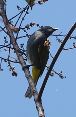 Rubigula cyaniventris