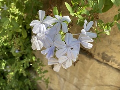 Plumbago auriculata