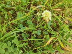 Trifolium repens