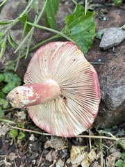 Russula peckii