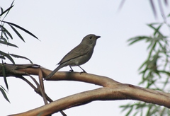 Pachycephala inornata