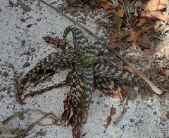 Aloe maculata