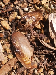 Unionidae