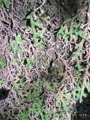 Selaginella denticulata