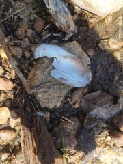 Unionidae