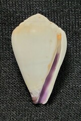 Conus sponsalis