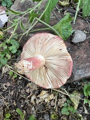 Russula peckii