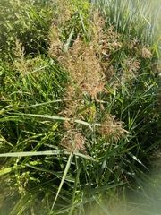 Phragmites australis