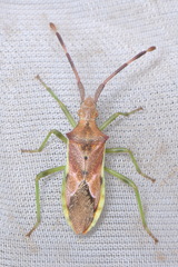 Gonocerus juniperi