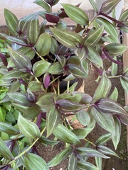 Tradescantia zebrina