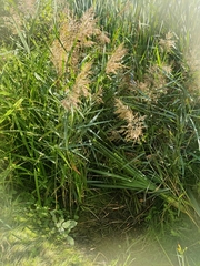 Phragmites australis