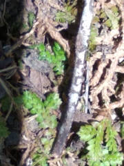 Selaginella denticulata