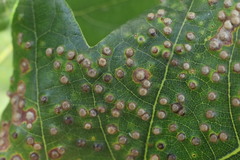 Neuroterus saltarius