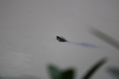 Varanus salvator macromaculatus