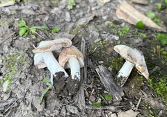 Inocybe