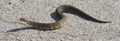 Agkistrodon piscivorus