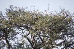 Acacia erioloba image