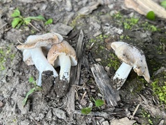 Inocybe
