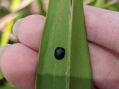 Hemisphaerota cyanea